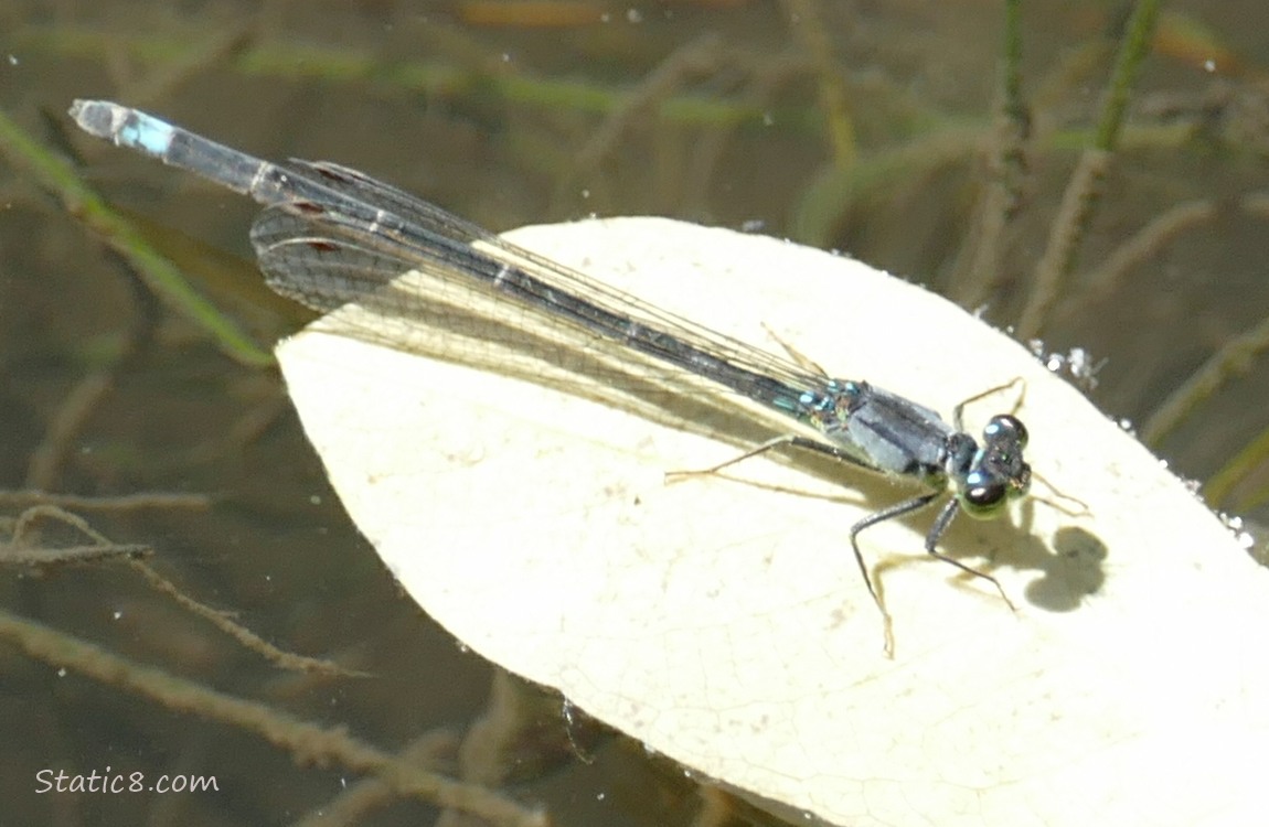 Damselfly standing on a leaf floating on the water