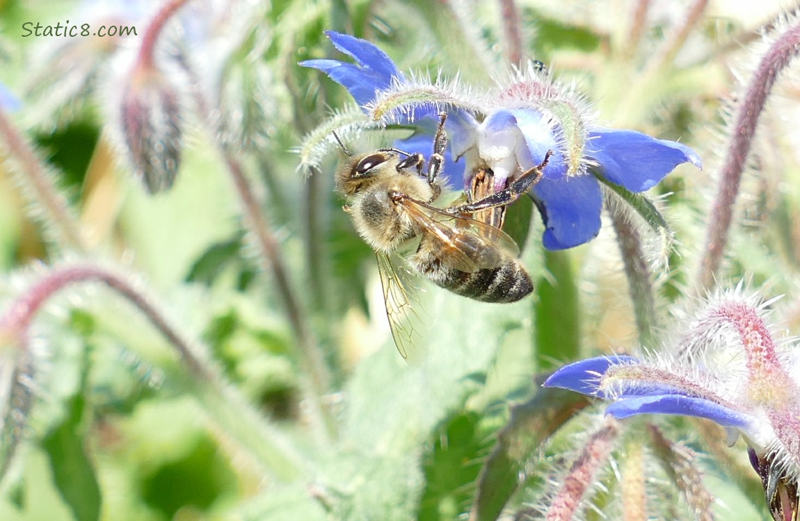 Honey Bee hanging from a Borage bloom