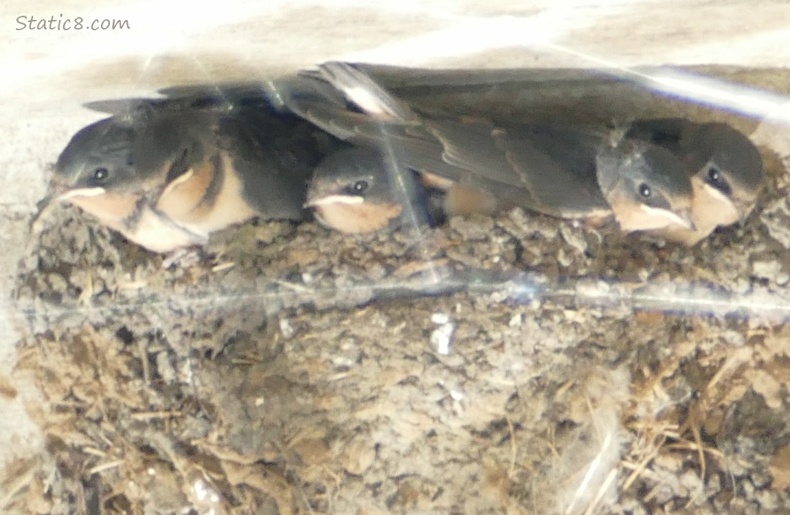 Barn Swallow babies in the nest