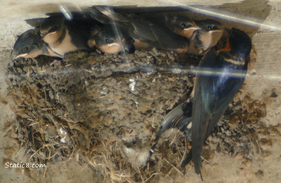 Barn Swallow Parent hanging from the nest full of babies