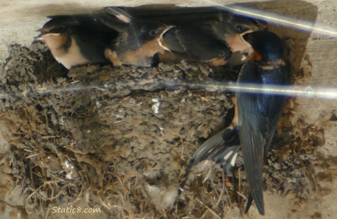 Barn Swallow parent feeding a baby in the nest