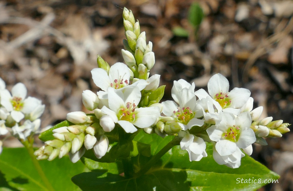 Buckwheat blooms