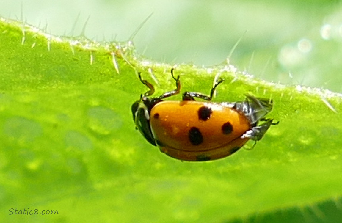 Upside down Convergent Ladybug