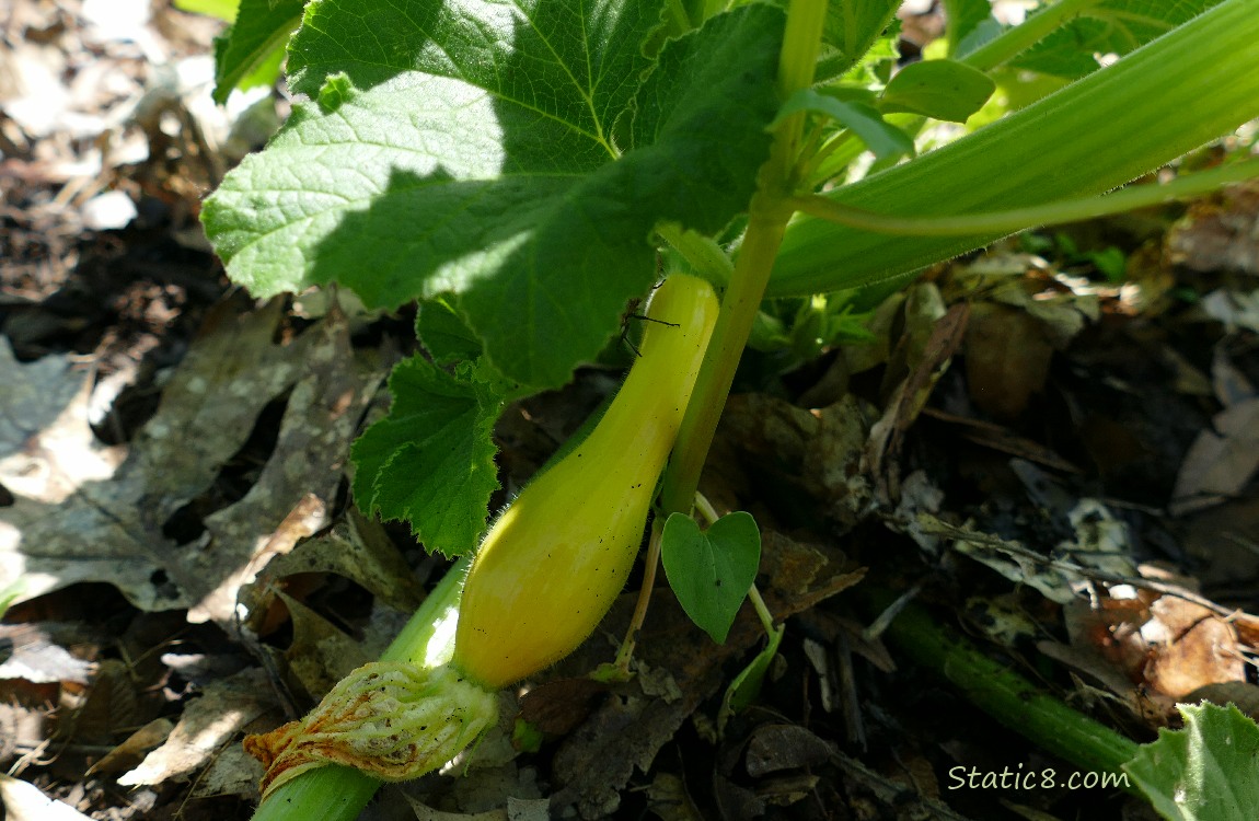 Crookneck squash growing on the plant