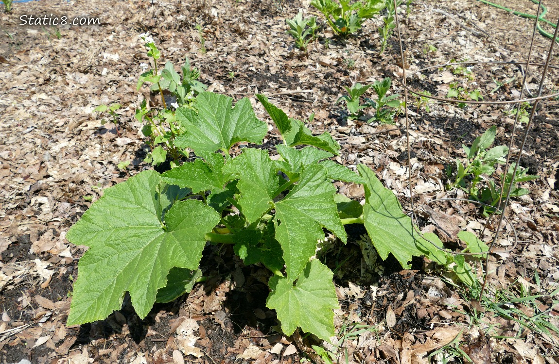 Squash plant