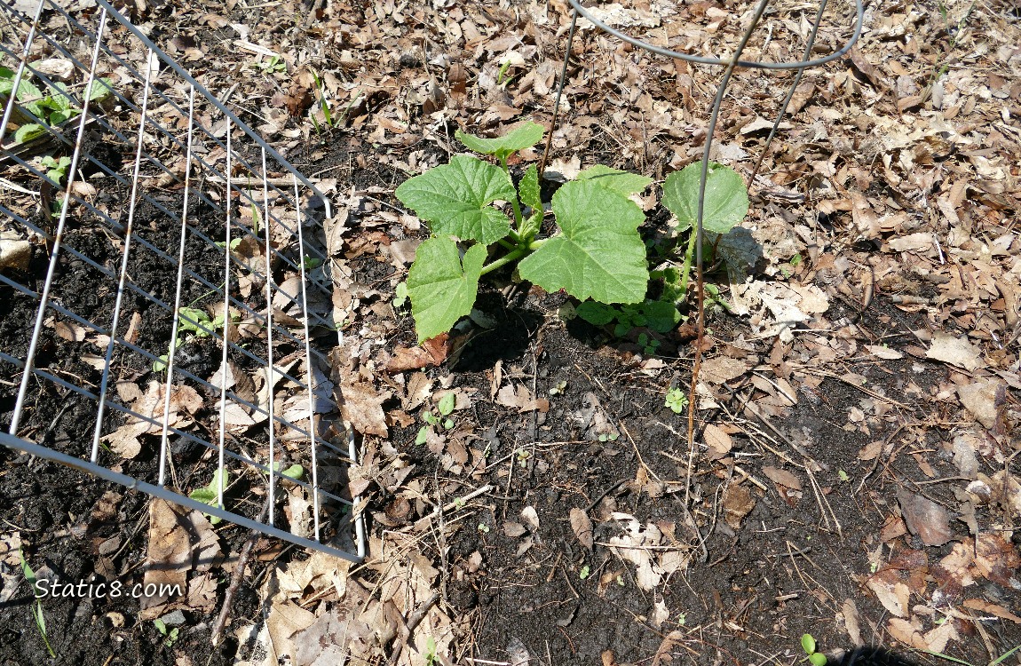 Small Squash plants growing in the dirt