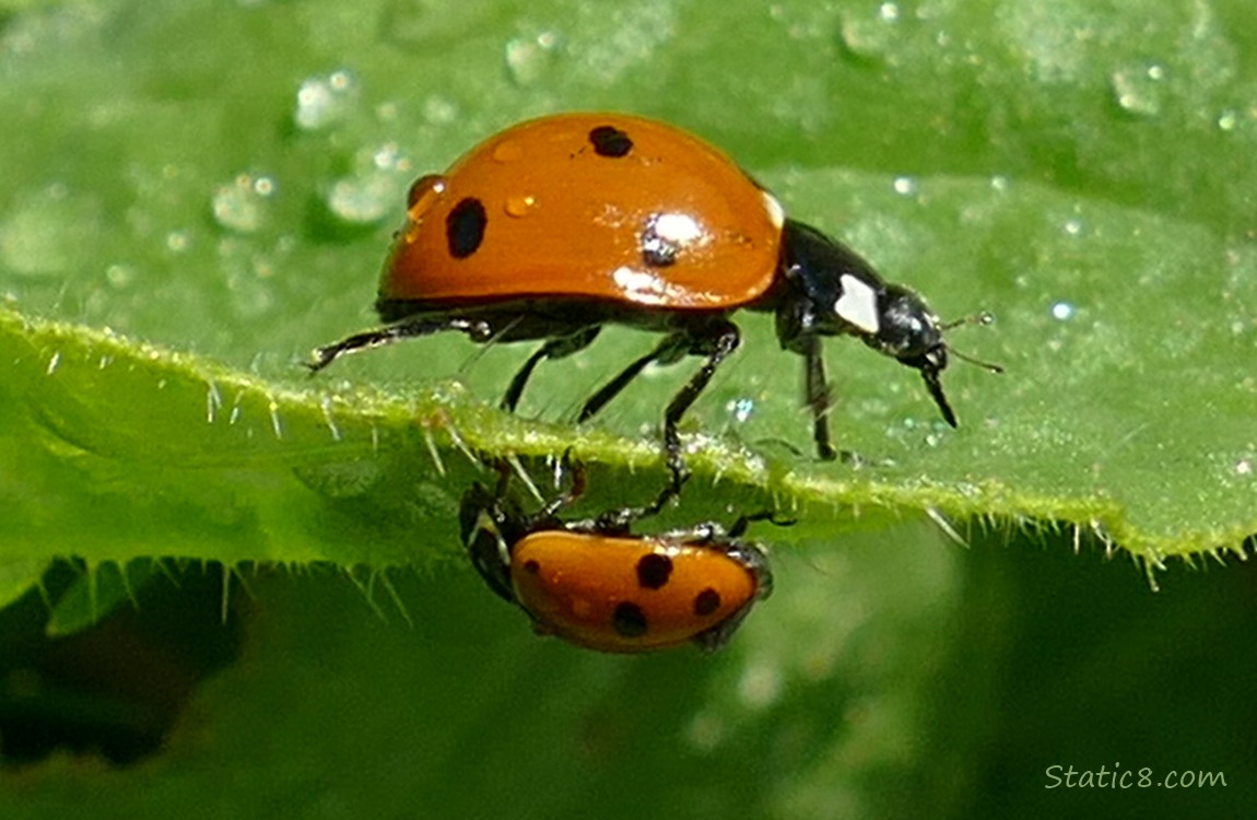 Two Ladybugs walking on a leaf