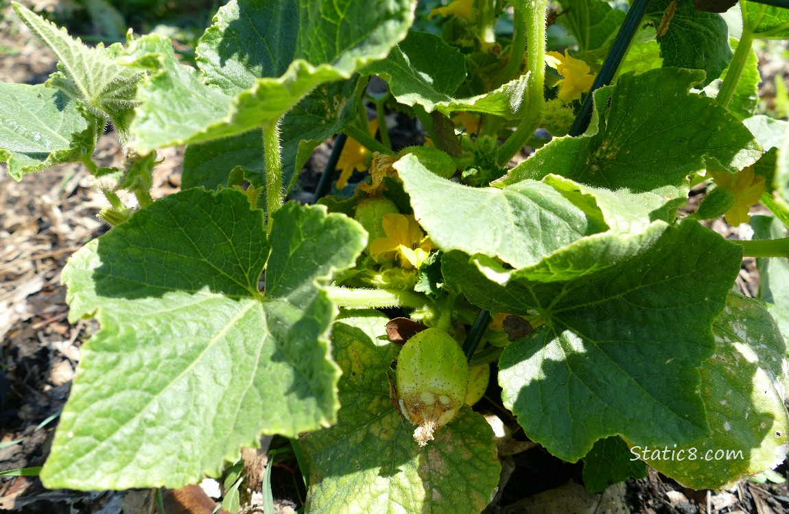Lemon Cucumbers growing on the plant