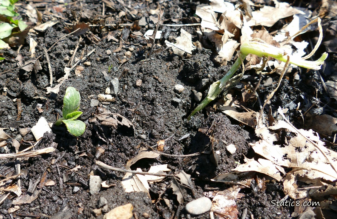 squash seedling growing in the dirt