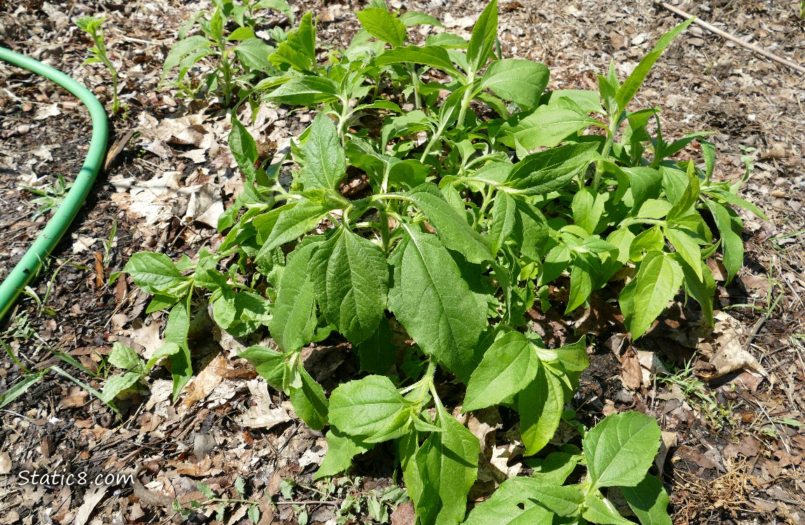 small Sunchoke plants
