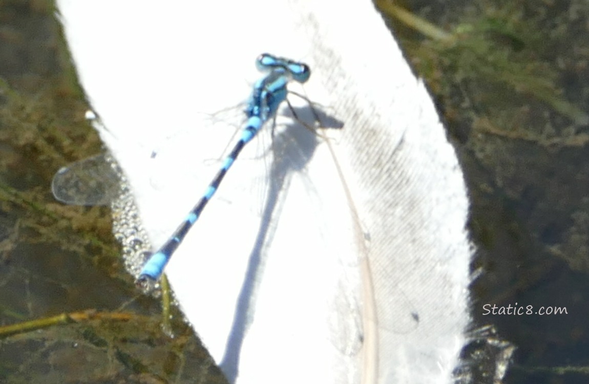 Damselfly sitting on a white feather floating on water