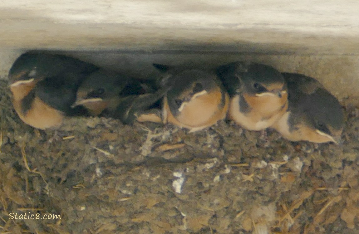 Barn Swallow babies in the nest