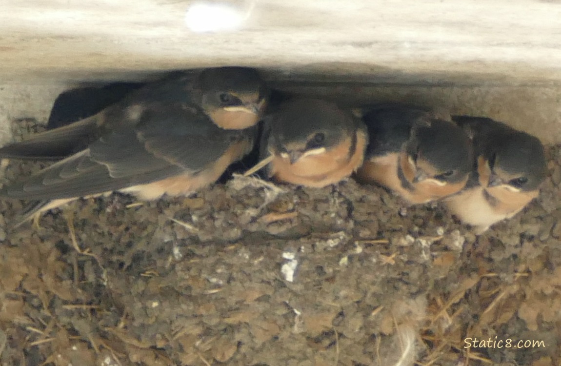 Barn Swallow babies in the nest