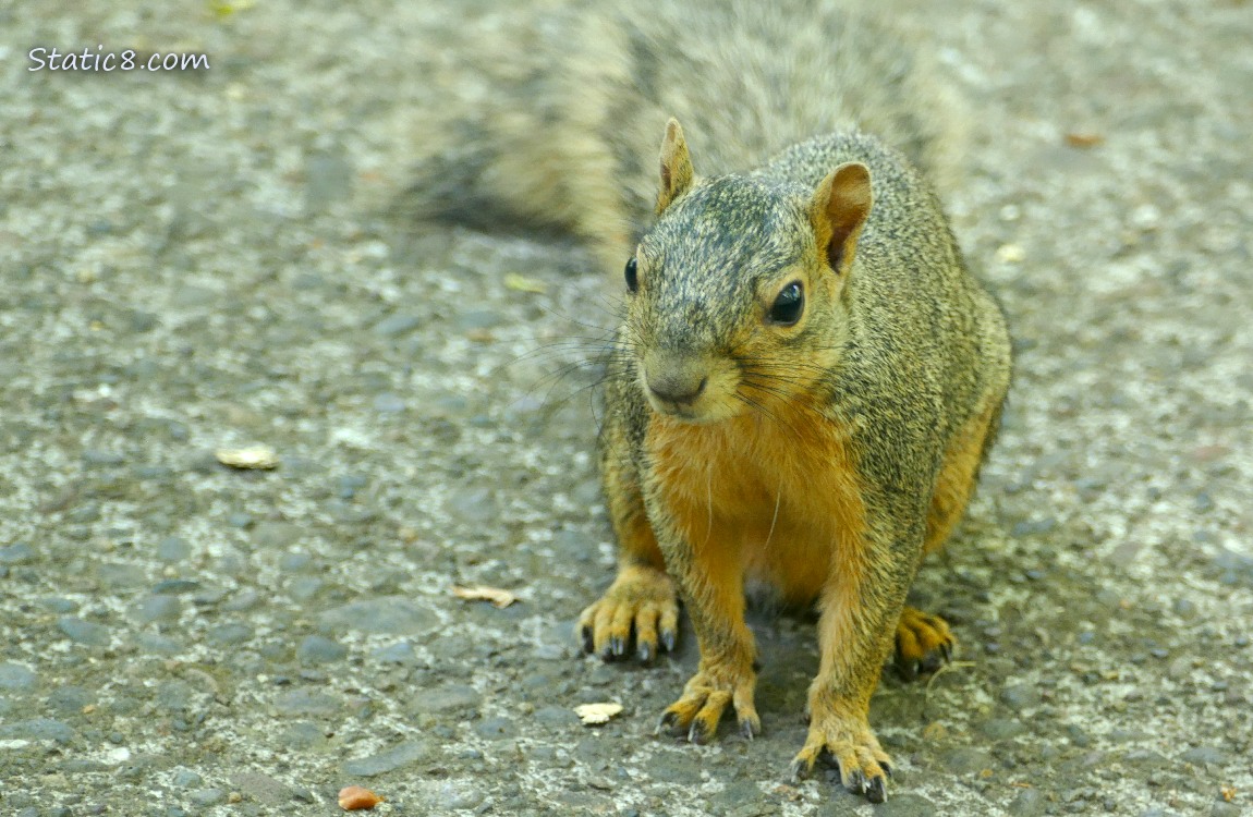 Squirrel sitting on the sidewalk
