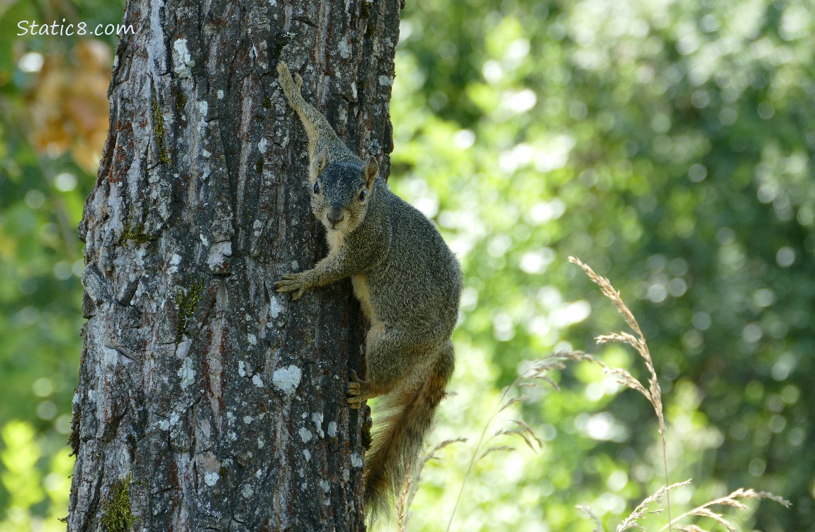 Squirrel hanging from the trunk of a tree