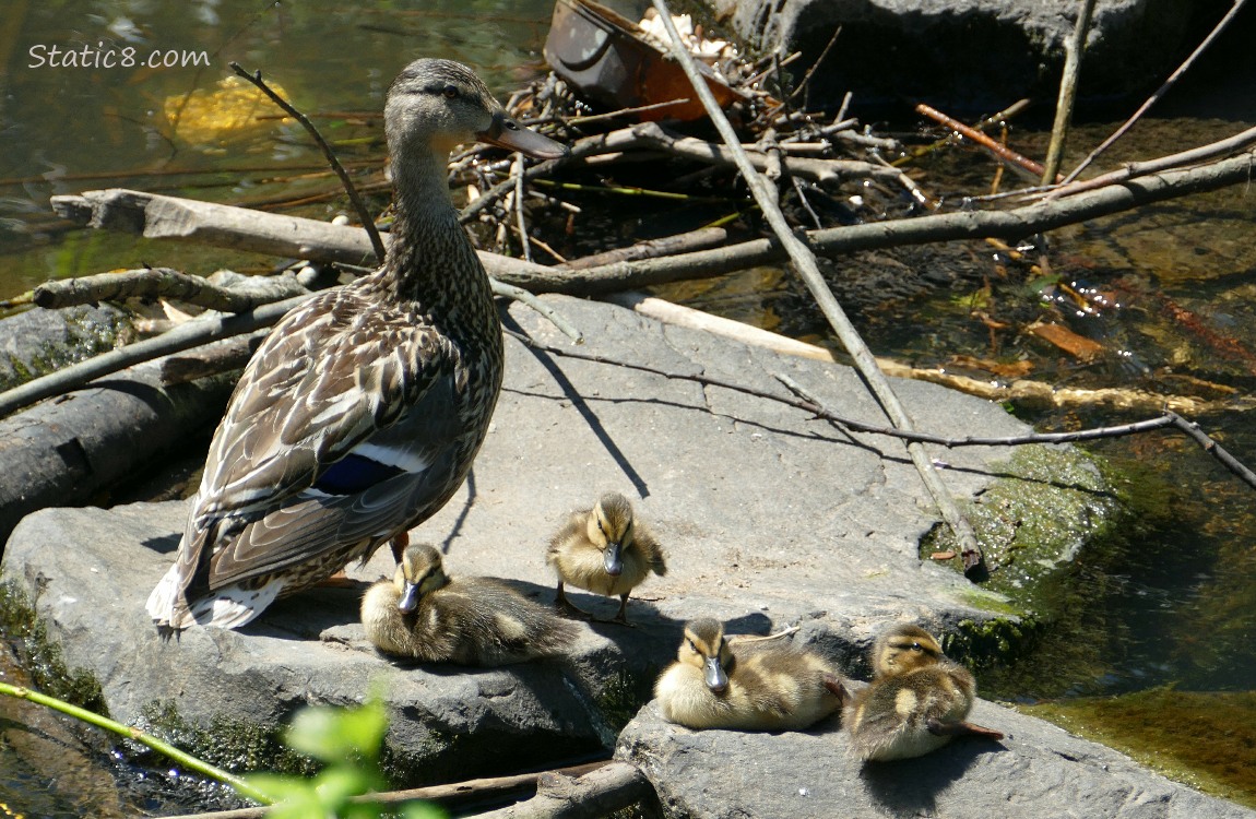 Mama Mallard and four ducklings on rocks in the water