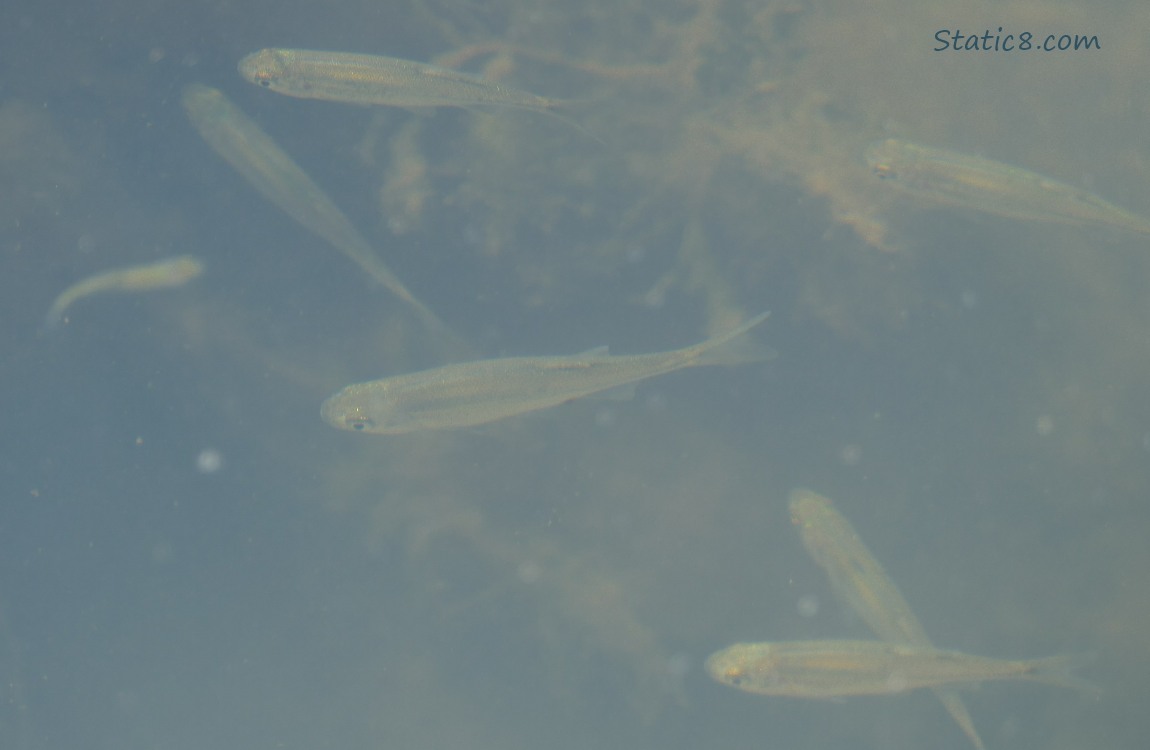 Minnows swimming in water