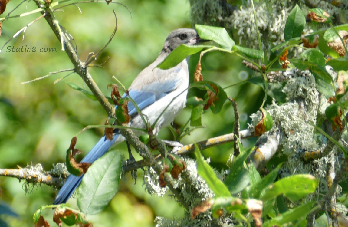 Scrub Jay behind some leaves