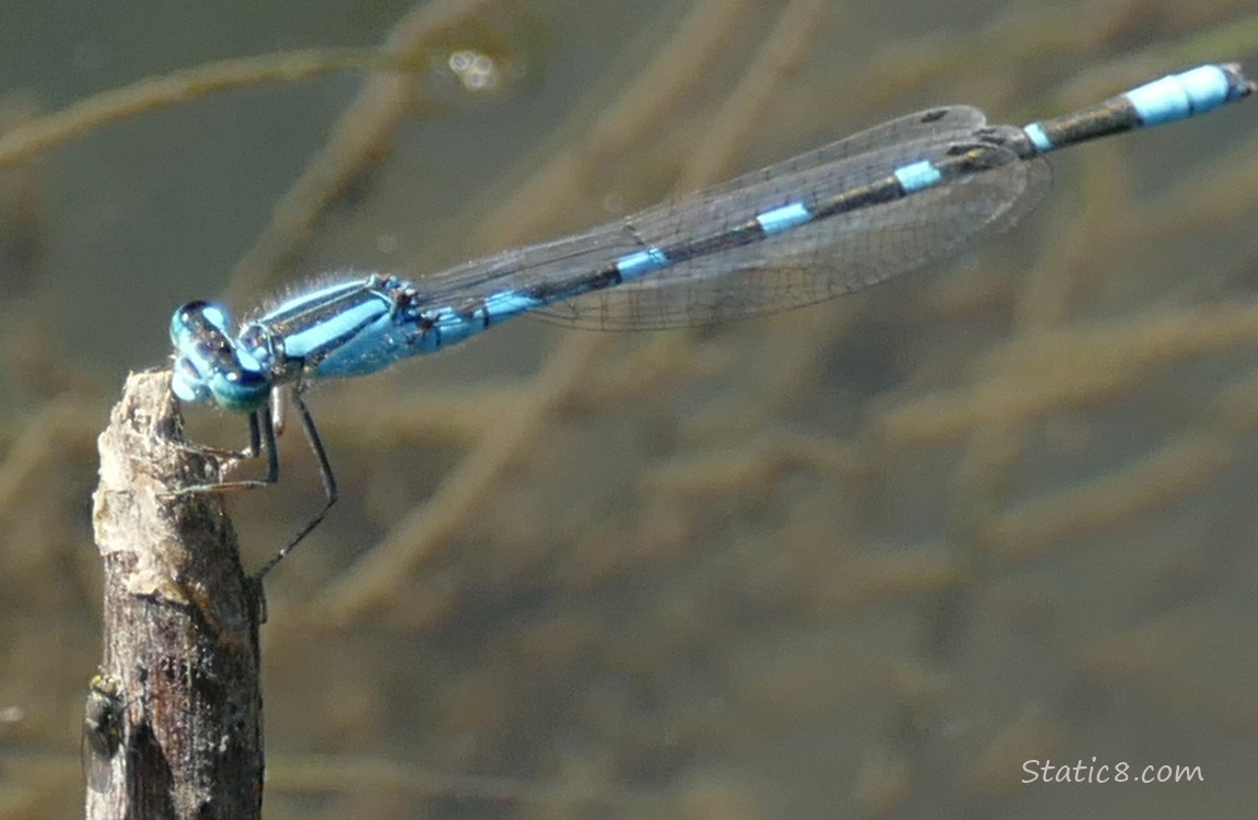 Tule Bluet damselfly standing on a twig