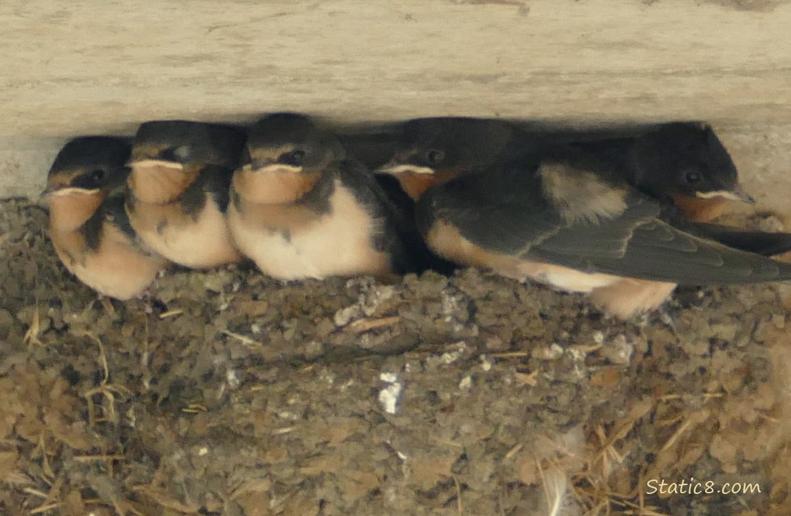 Barn Swallow babies in the nest