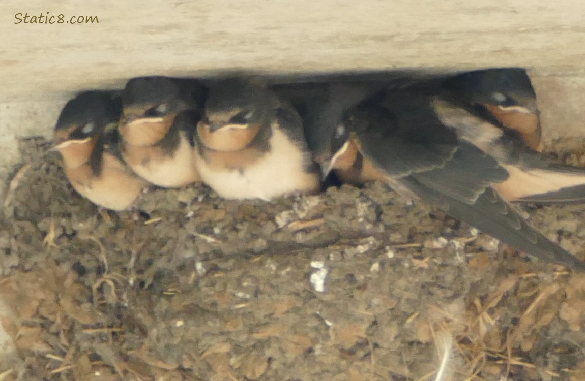 Barn Swallow babies in the nest