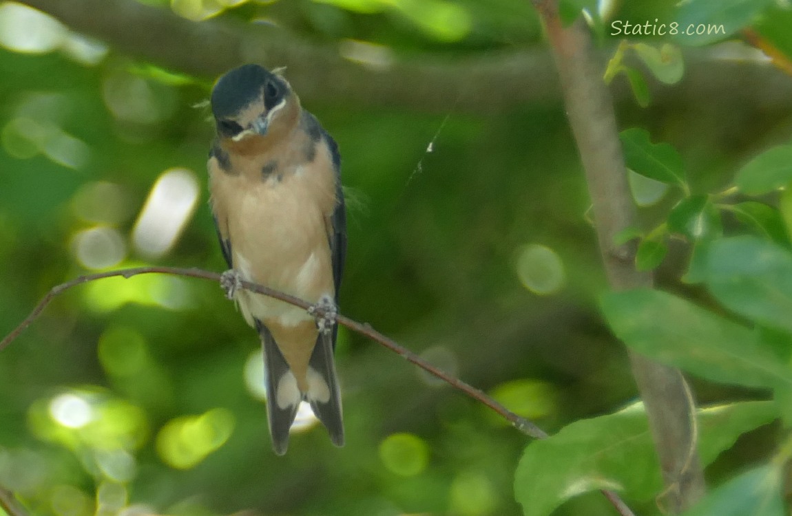 Barn Swallow fledgling standing on a twig