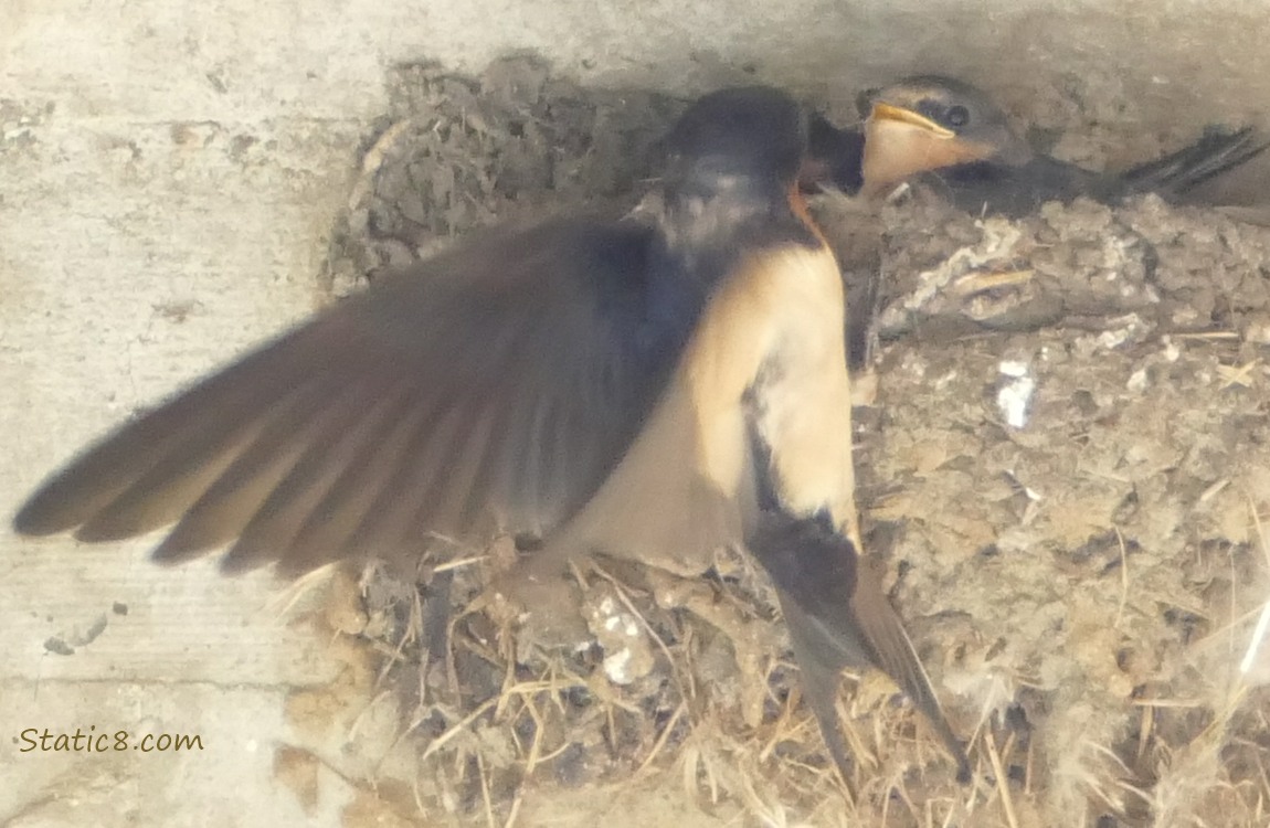 Barn Swallow parent bringing food to the babies in the nest