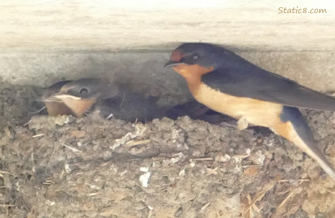 Barn Swallow parent and babies at the nest