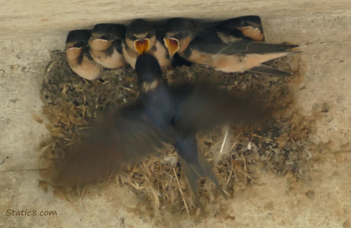Barn Swallow parent flies up to the nest full of babies