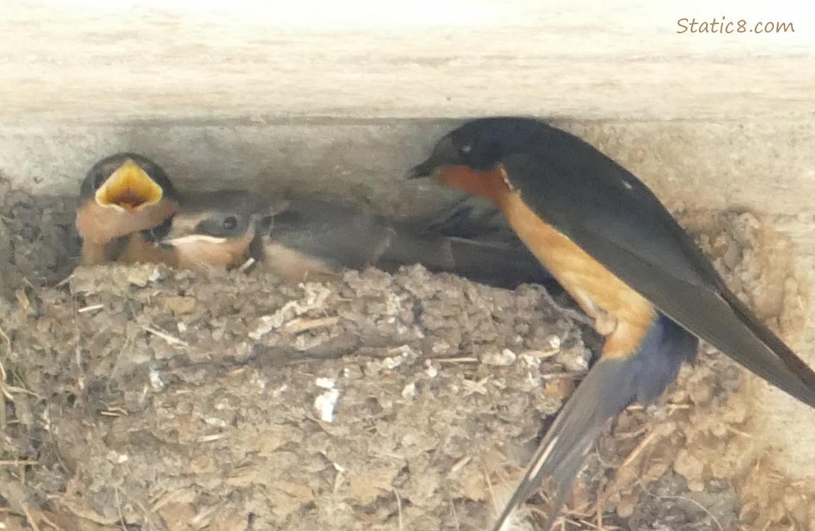 Barn Swallow parent on one side of the nest, babies on the other