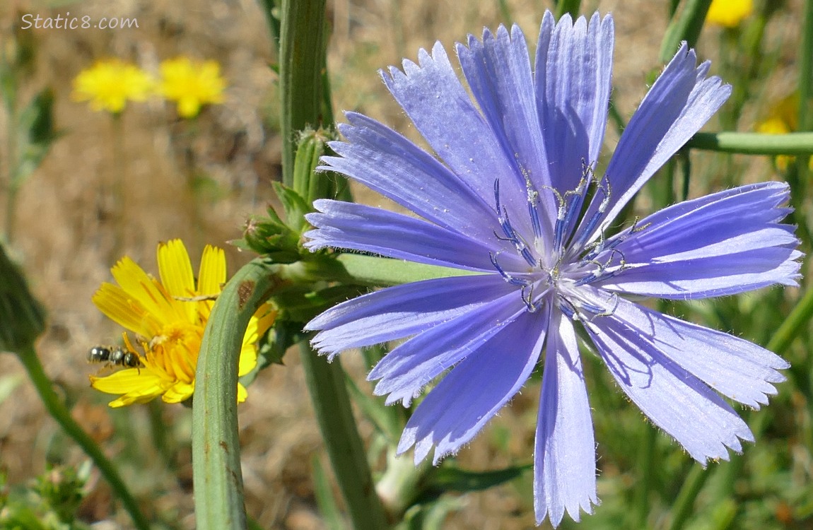 Chicory bloom with dandelion type blooms in the background