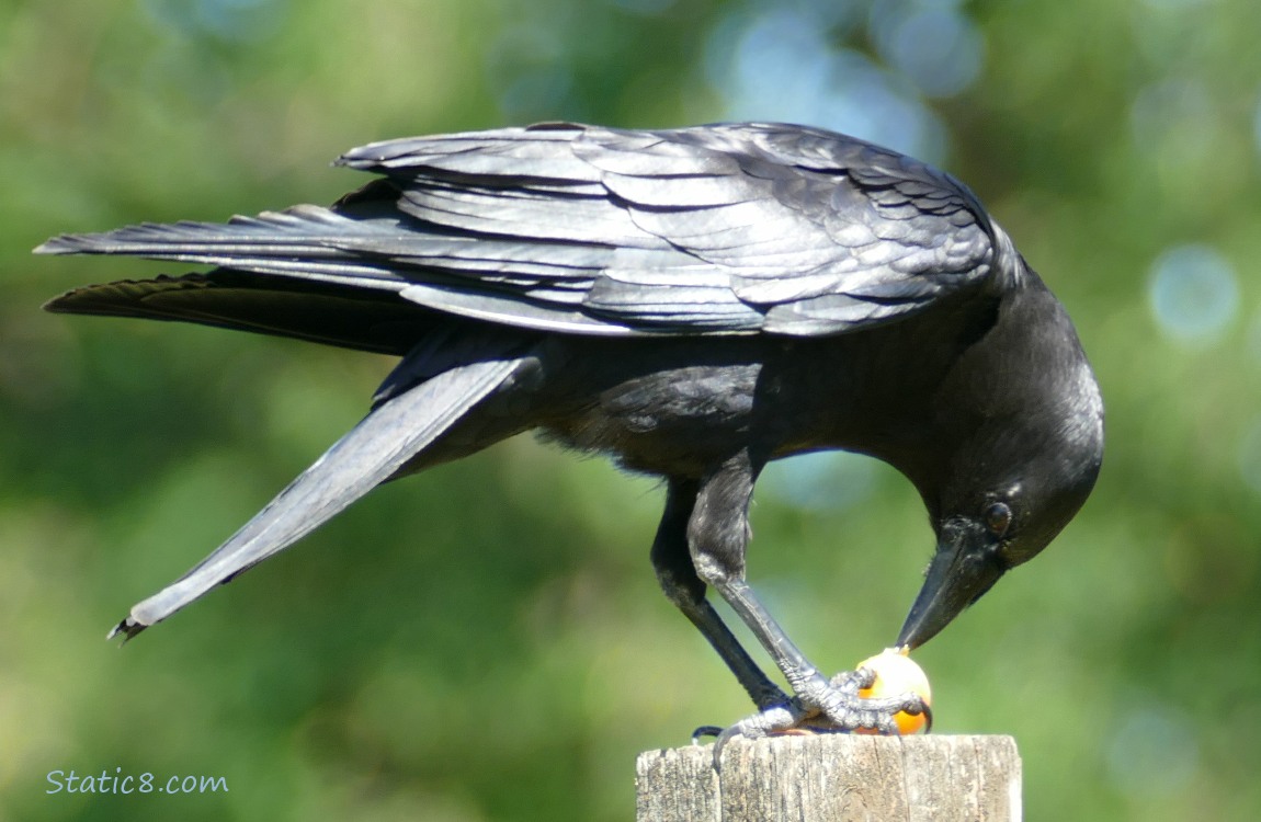 Crow standing on a wood post eating a fruit