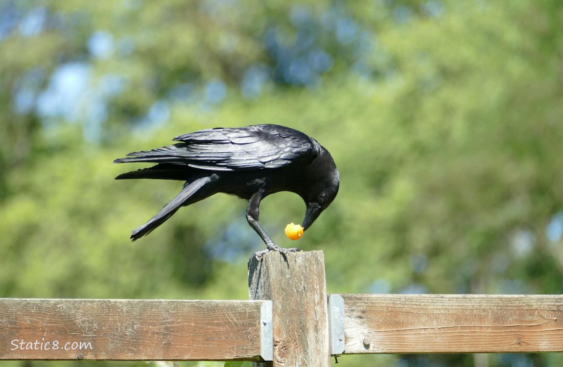 Crow eats a sungold on a wood fence post