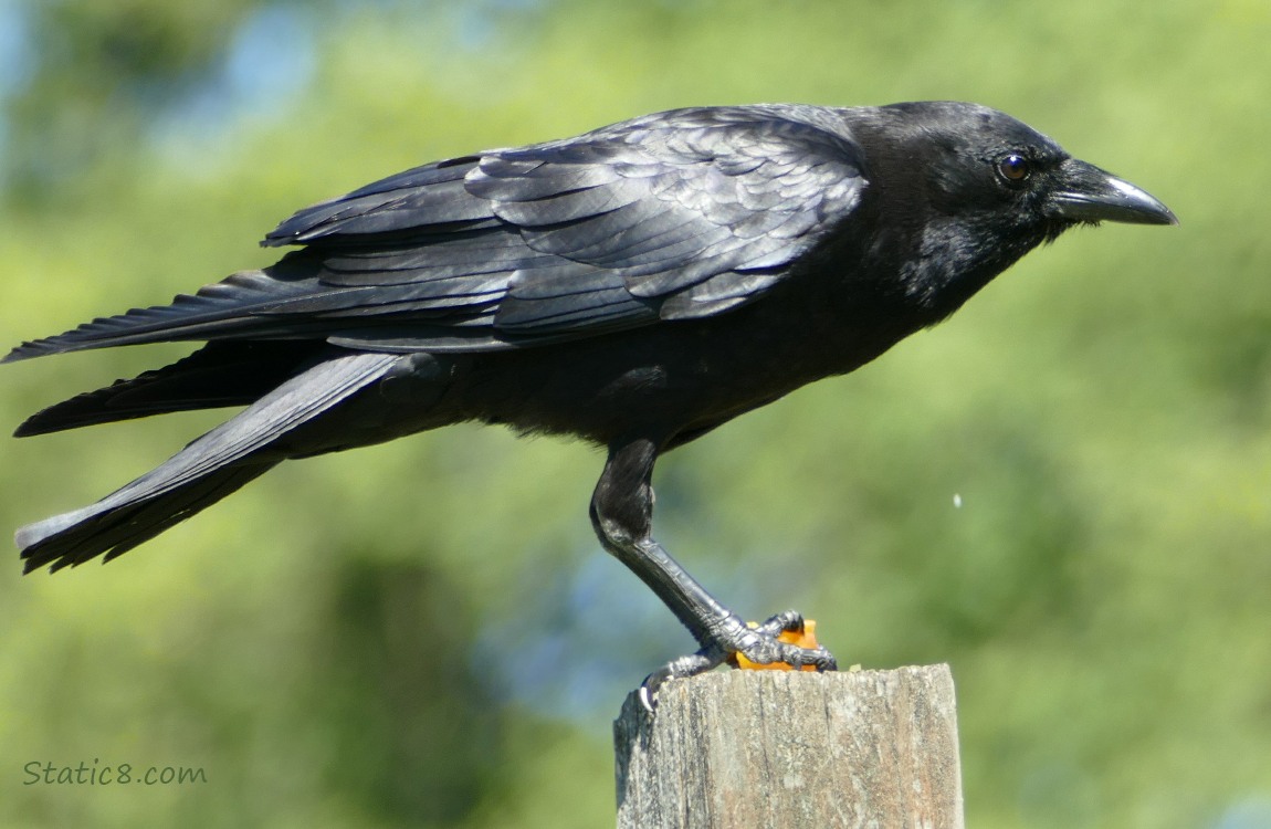 Crow eats a sungold on a wood fence post