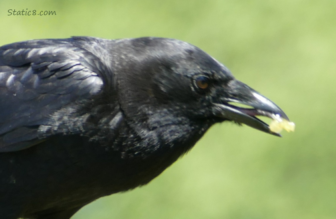 Crow eating a bit of tomato