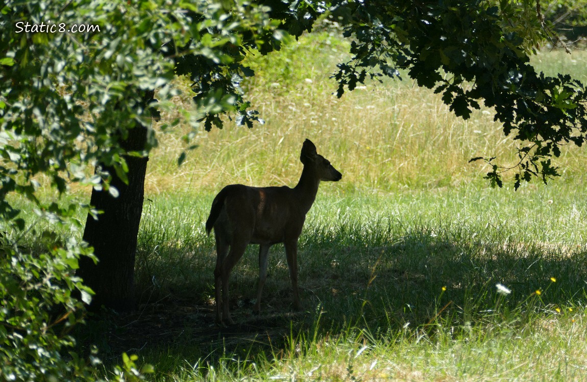 Silhouette of a deer standing in the grass under a tree