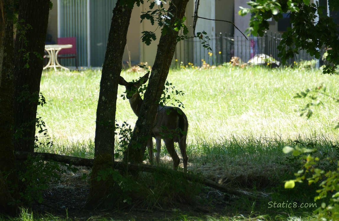 Silhouette of a deer under a tree