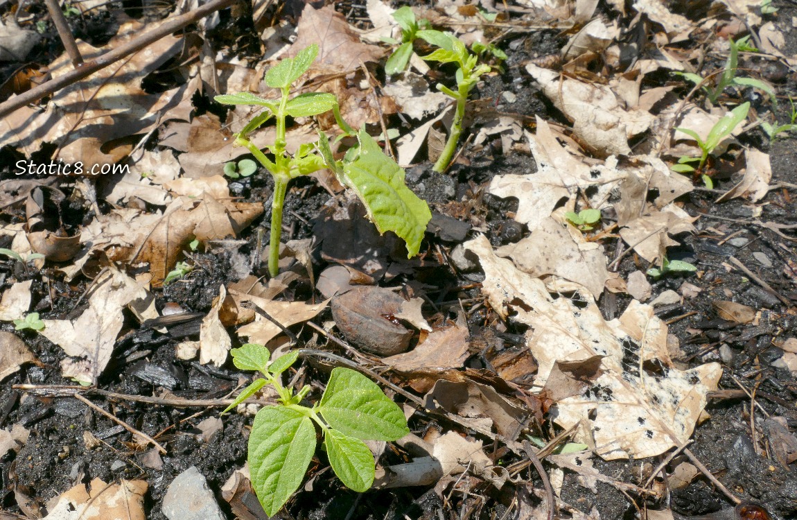 Bean plants growing in the ground