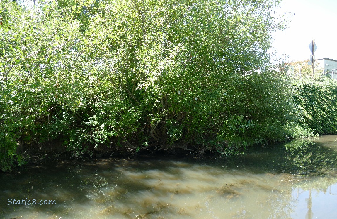 Thicket next to the creek