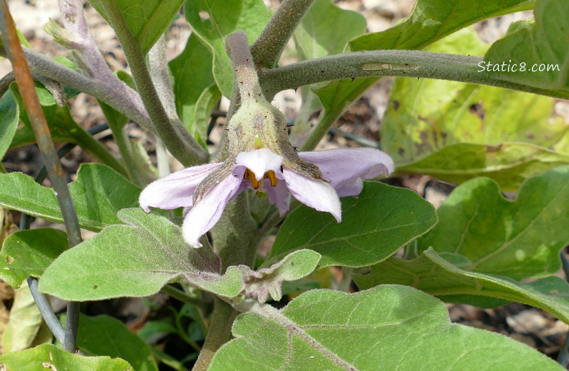 Aubergine bloom