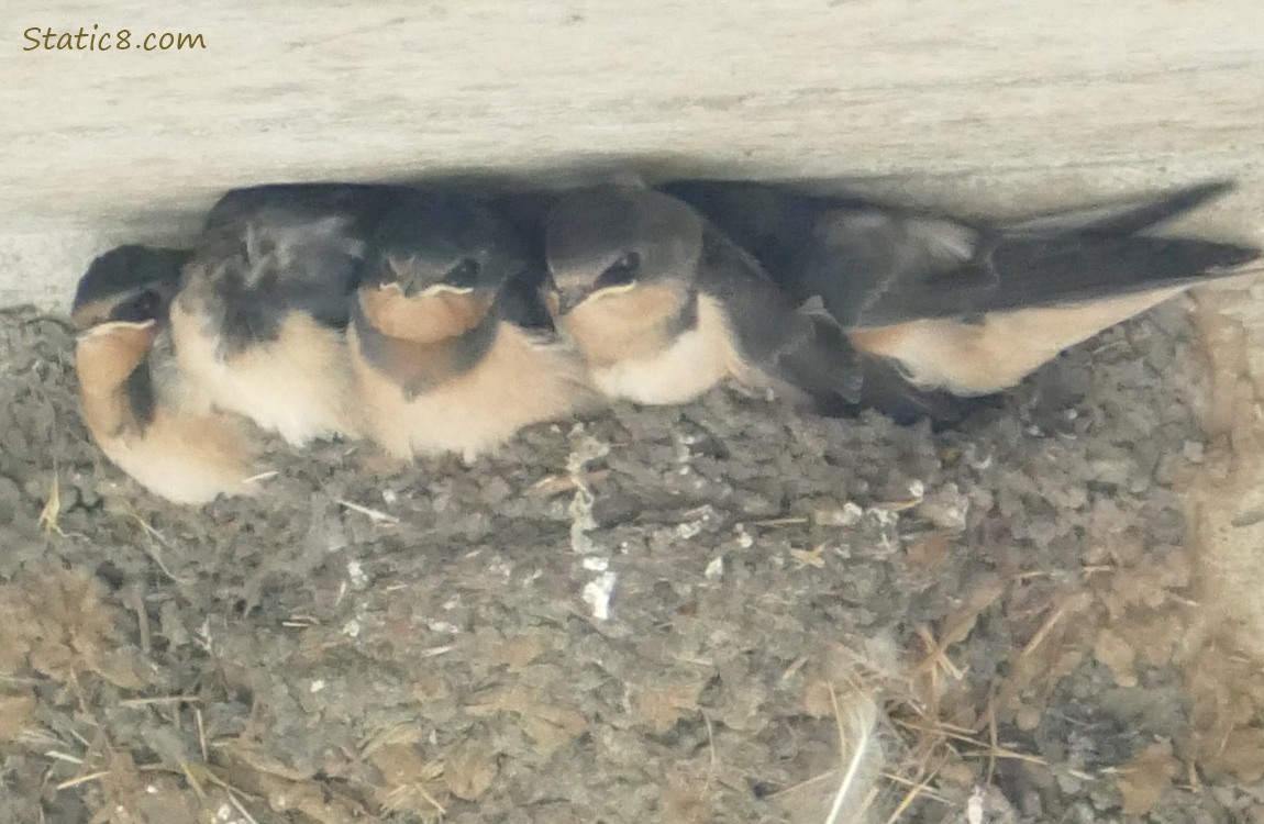 Barn Swallow babies in the nest