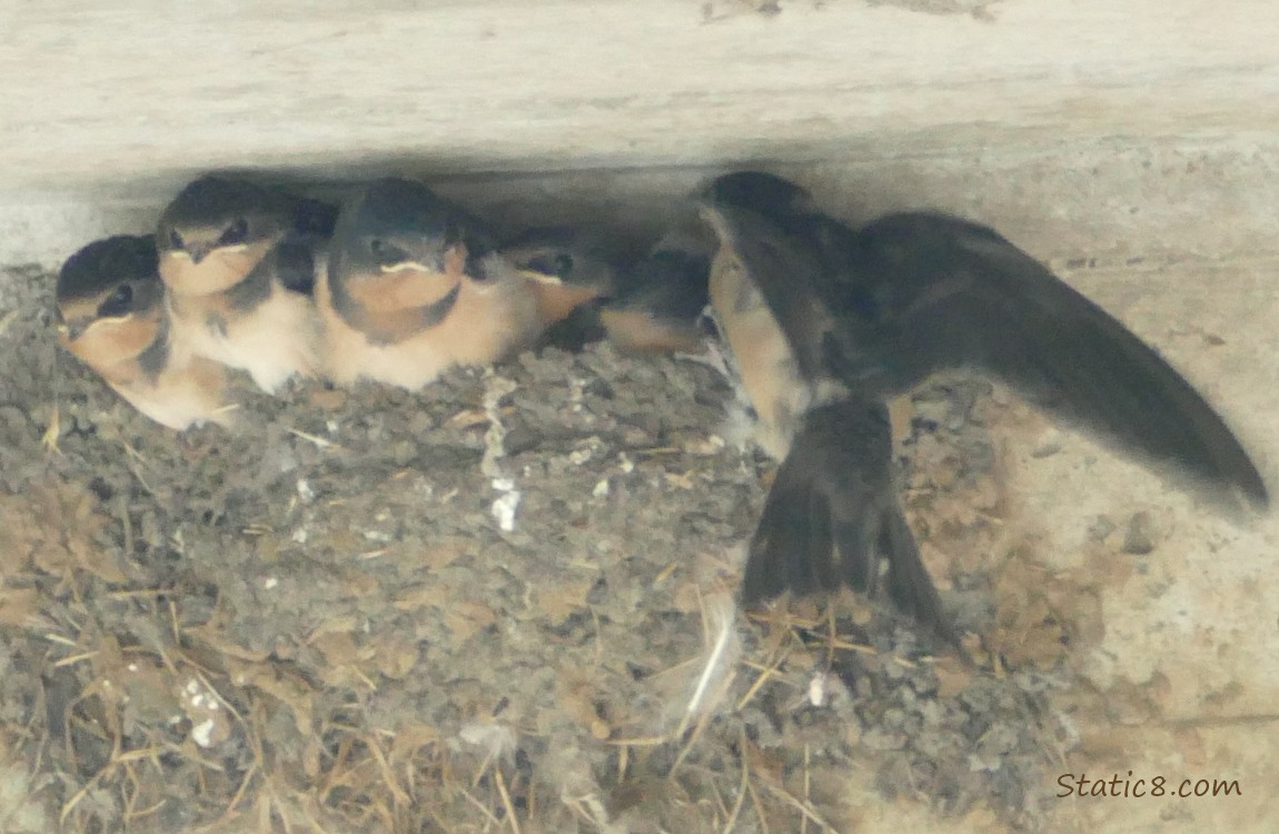 Barn Swallow fledgling flying back into the nest