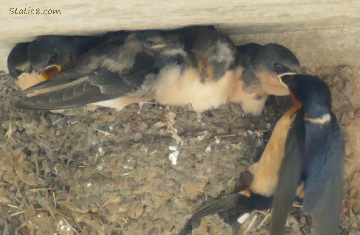 Barn Swallow parent feeding a baby in the nest