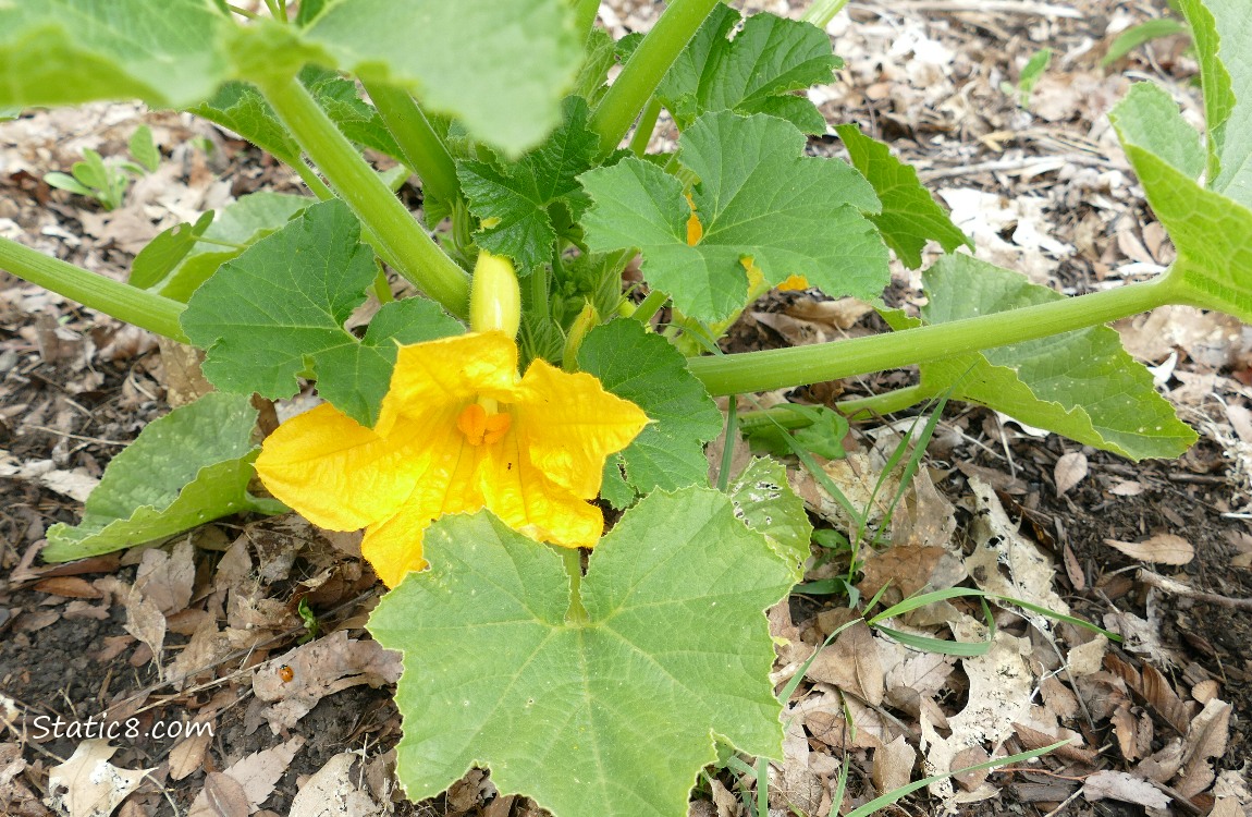 Squash plant with a bloom