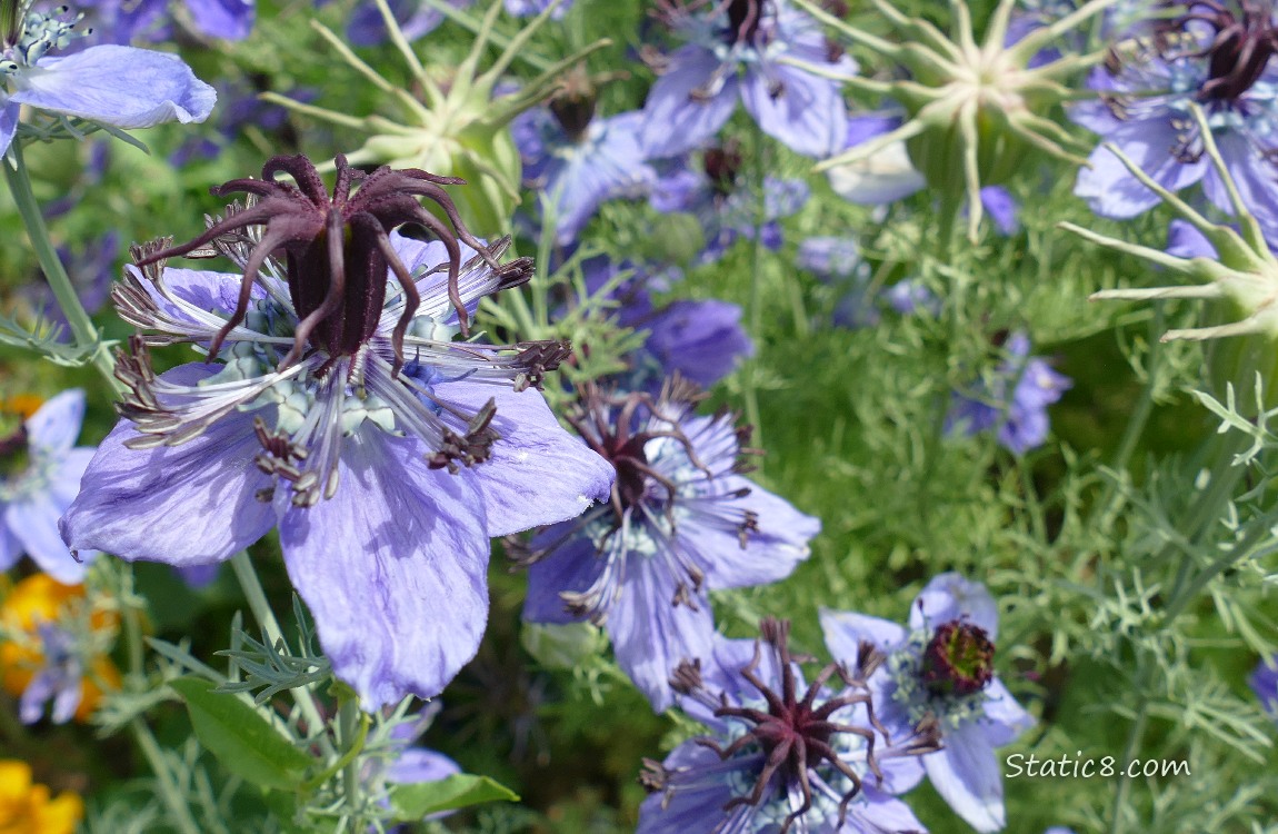 Love in a Mist blooms