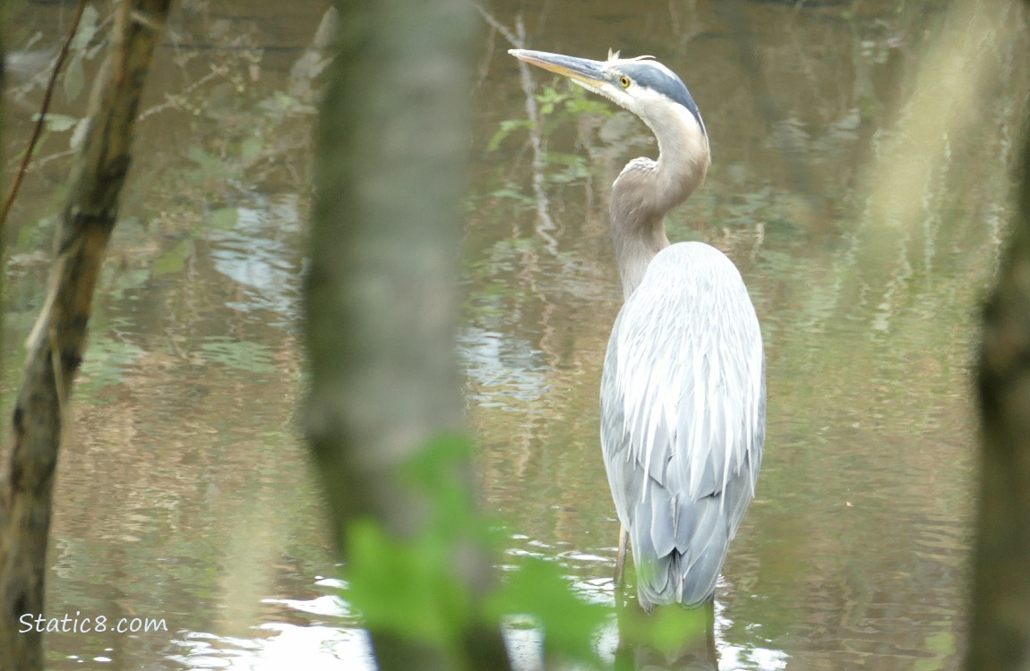 Great Blue Heron