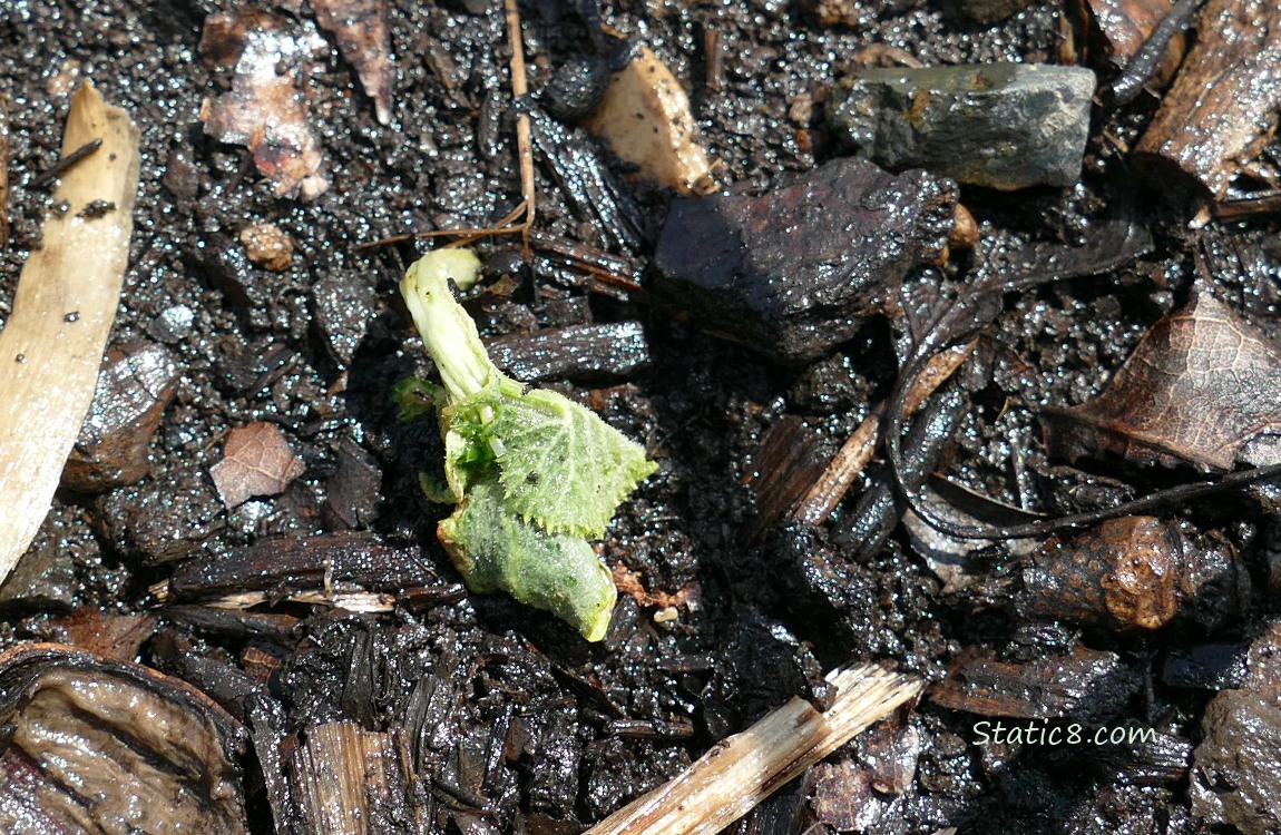 Wilted squash seedling