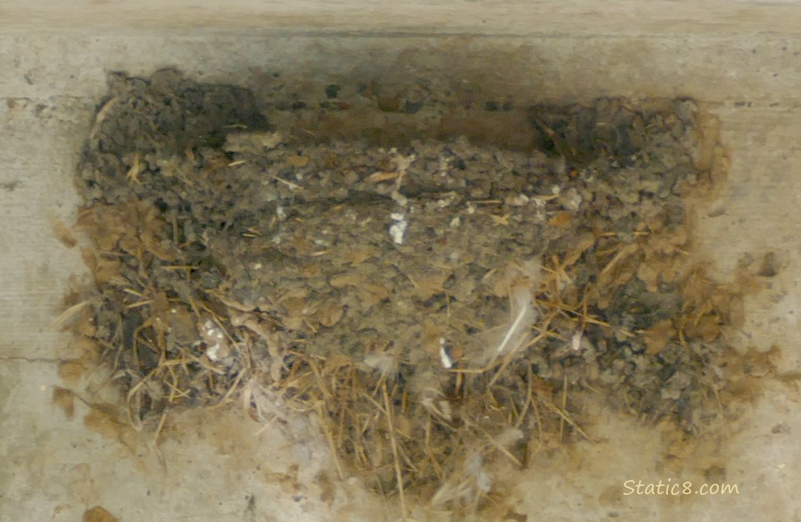 Empty Barn Swallow nest
