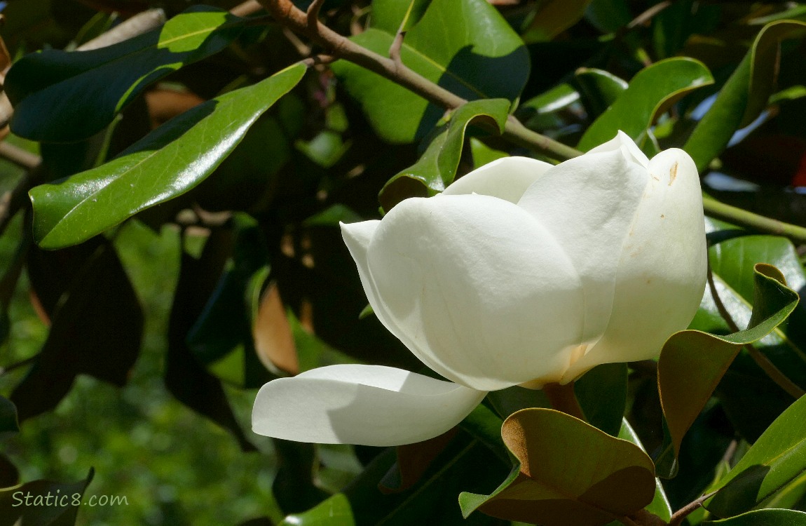 Southern Magnolia bloom