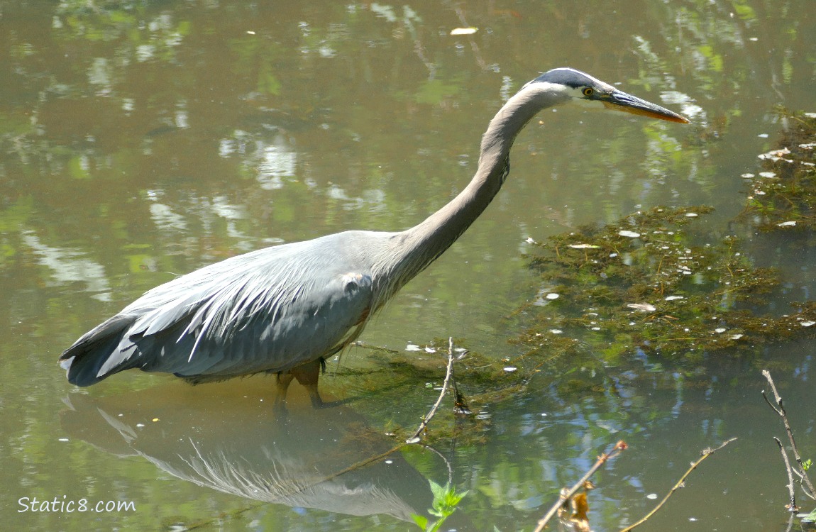 Great Blue Heron hunting in shallow water
